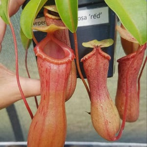 May include: A Nepenthes pitcher plant with multiple elongated, reddish-pink carnivorous pitchers hanging from green leaves. The plant is housed in a black plastic pot with a white label that reads 'Nepenthes...osa 'red''.