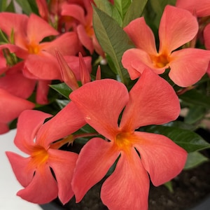 Puede incluir: Primer plano de vibrantes flores de Mandevilla de color coral con centros amarillos, sobre un fondo de exuberantes hojas verdes. Las flores tienen forma de trompeta y están en plena floración, mostrando sus delicados pétalos. La planta está en una maceta negra.