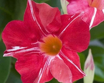 Mandevilla Stars and Stripes Live Starter Plant