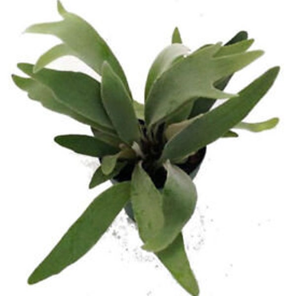 Live Rare Platycerium veitchii 'Lemoinei', French or Silver Staghorn Fern - USA SELLER!