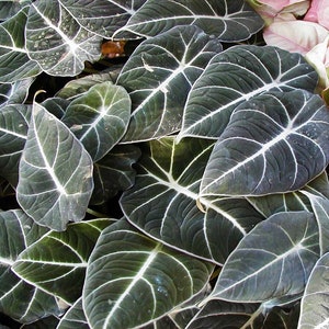 May include: Close-up of a group of dark green leaves with white veins. The leaves have a velvety texture and are arranged in a random pattern.