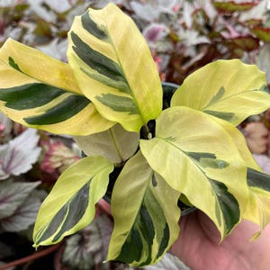 カラテア「イエローフュージョン」スターター観葉植物（生きた） - 米国販売