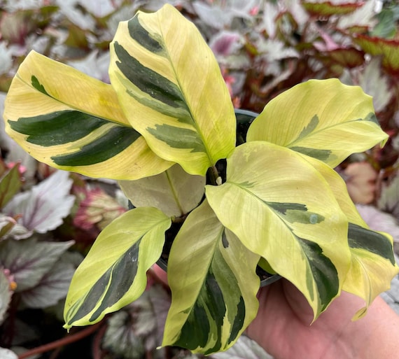 Live Calathea "yellow Fusion" Starter House Plant - USA Seller - Etsy Israel