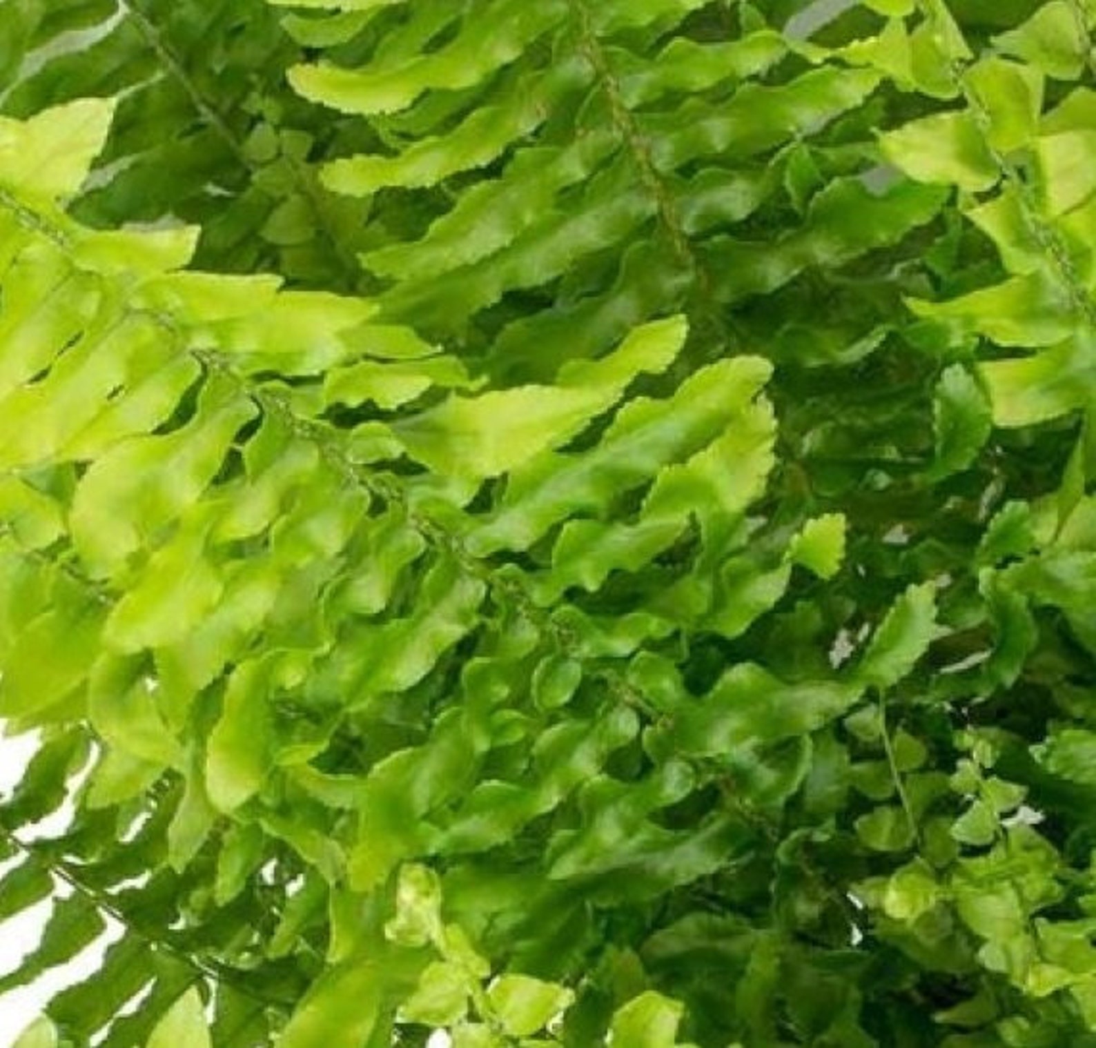 Nephrolepis Exaltata Compacta 'tiger Fern' Starter Plant - Live - Etsy