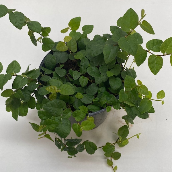 Ficus Pumila, creeping vine, Great for Terrariums - USA SELLER!