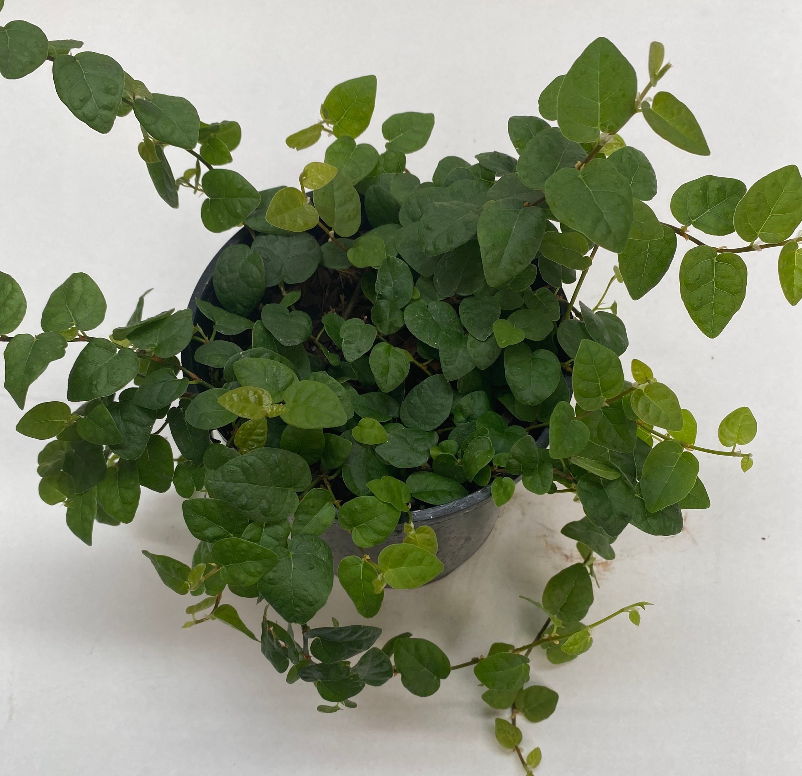 ficus-pumila-creeping-vine-terrarium-plant-etsy