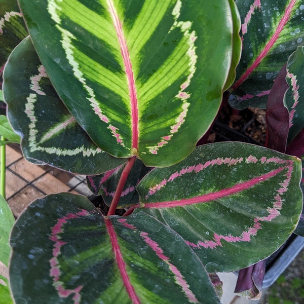 Live Calathea Roseopicta Medaillon Hauspflanze - USA Verkäufer