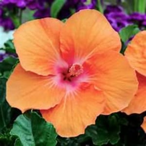 May include: A single orange hibiscus flower with a pink center. The flower has five petals and is in full bloom.