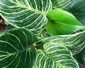 Live Philodendron "Birkin", Tropical Plant - USA Seller
