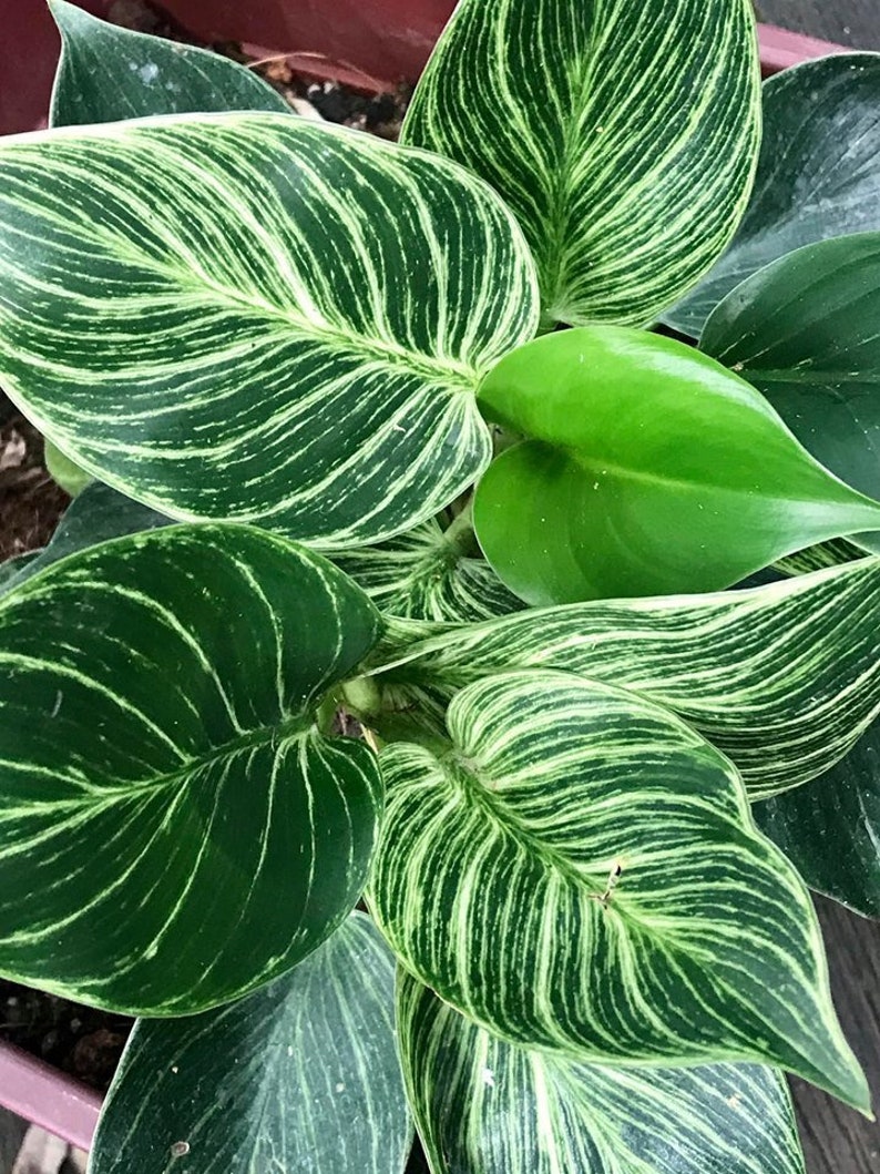 WonkaPlants Philodendron Birkin Plant
