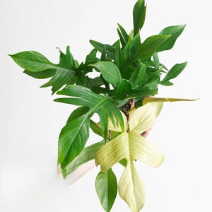 May include: A vibrant green houseplant with large, uniquely shaped leaves. Some leaves are a lighter, yellowish-green. The plant is set against a clean white background, highlighting its natural beauty. A perfect addition to any home decor.