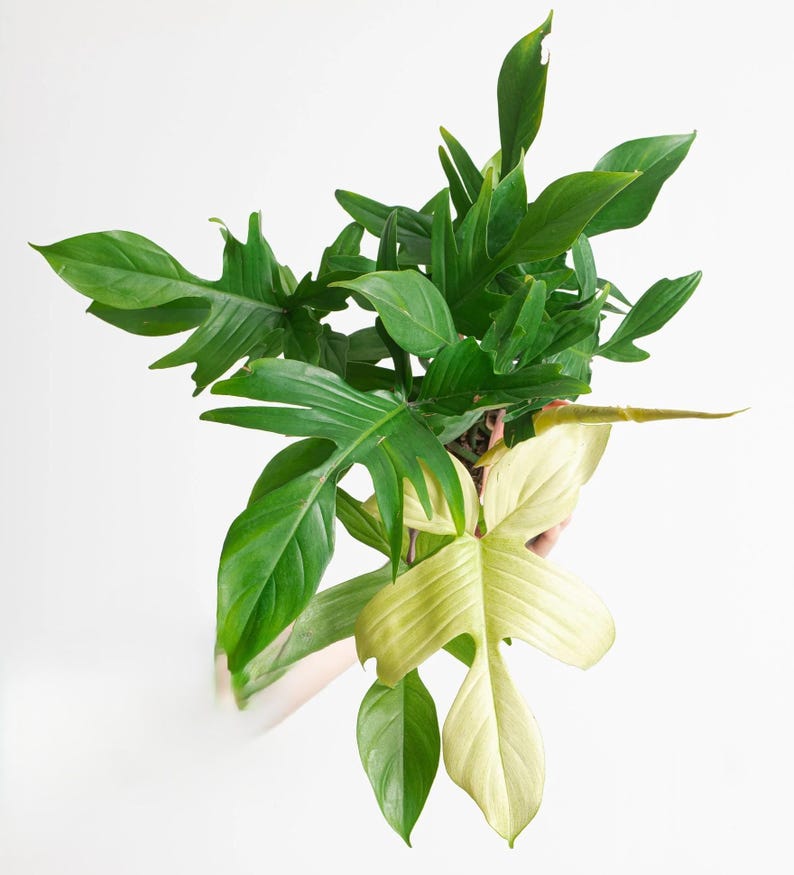 May include: A vibrant green houseplant with large, uniquely shaped leaves. Some leaves are a lighter, yellowish-green. The plant is set against a clean white background, highlighting its natural beauty. A perfect addition to any home decor.