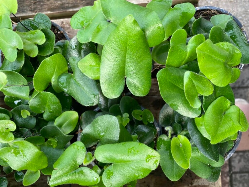 Hemionitis arifolia 'Heart Leaf' Fern Starter Plant
