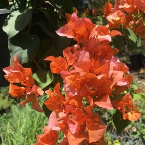 Bougainvillea &#39;AfterGlow&#39; Rare Live Starter Plant - USA Seller