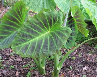 Colocasia Imperial Gigante