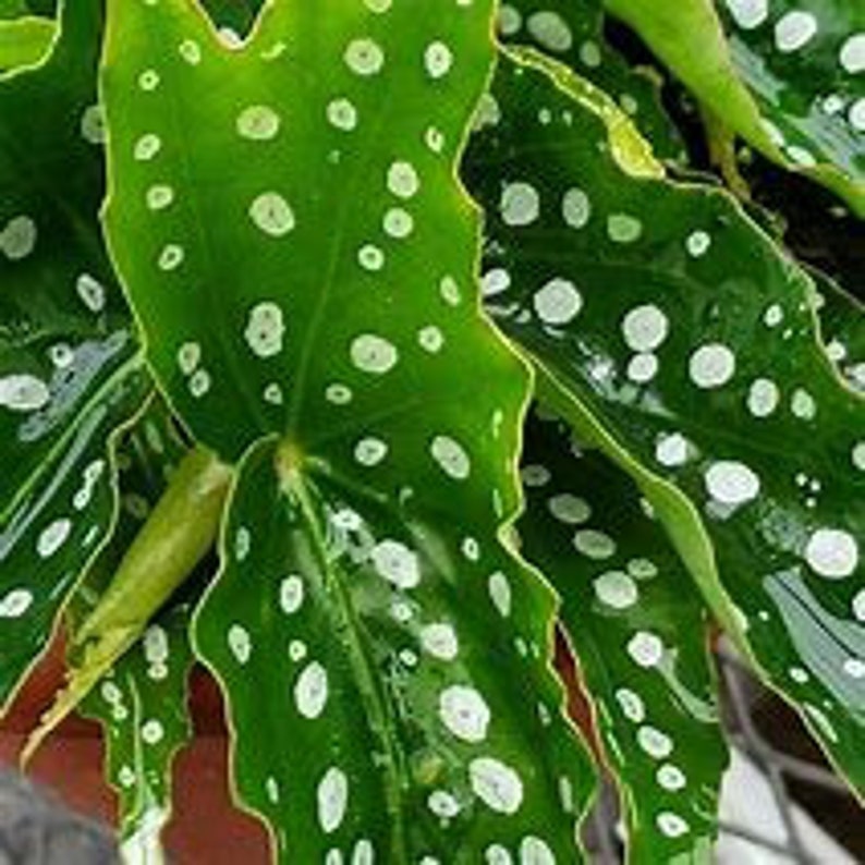 WonkaPlants Angel Wing Begonia - Thumbnail 5