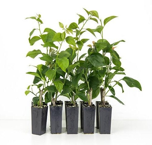 ブーゲンビリア「カリフォルニア ゴールド」希少な生きた苗 - 米国販売