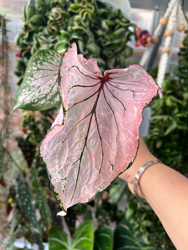 K&ouml;nnte beinhalten: Ein gro&szlig;es, rosa und gr&uuml;nes Blatt mit ausgepr&auml;gten Adern. Das Blatt wird in der Hand einer Person gehalten.