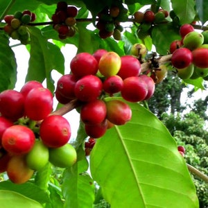 Arabica Coffee Plant, Live starter Plant image 2