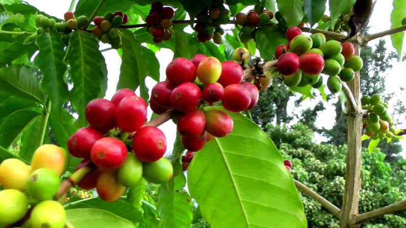 Arabica Coffee Plant, Live starter Plant image 2