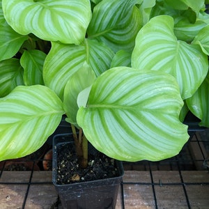 Calathea Orbifolia Live Plant - USA Seller