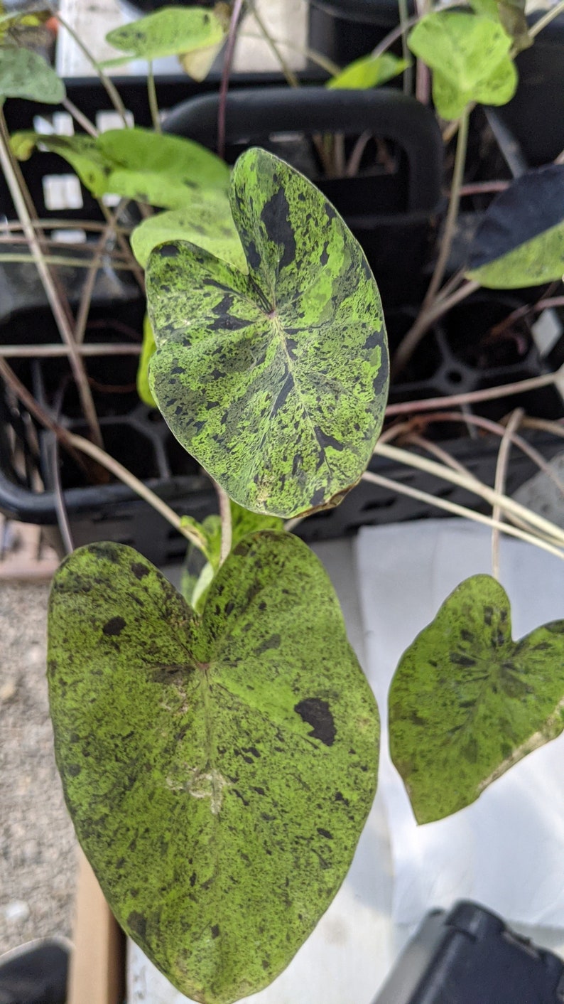 WonkaPlants Colocasia Mojito - Thumbnail 4