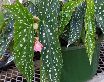 Live Angel Wing Begonia "My Special Angel" Starter House plant - USA Seller