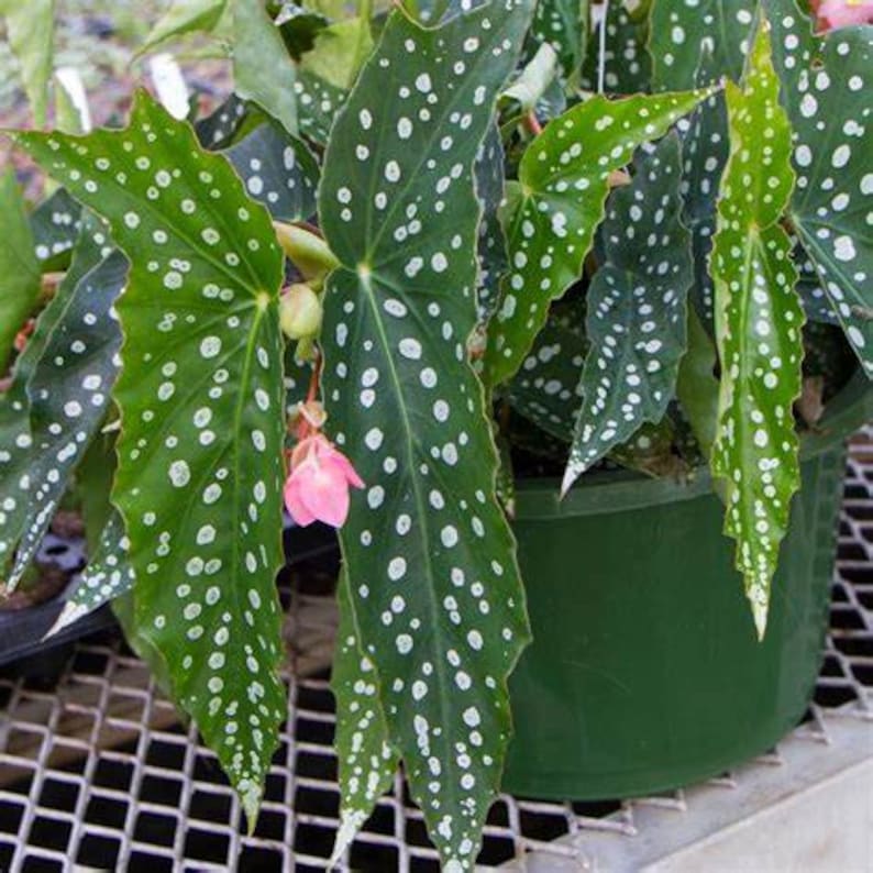 WonkaPlants Angel Wing Begonia - Thumbnail 2
