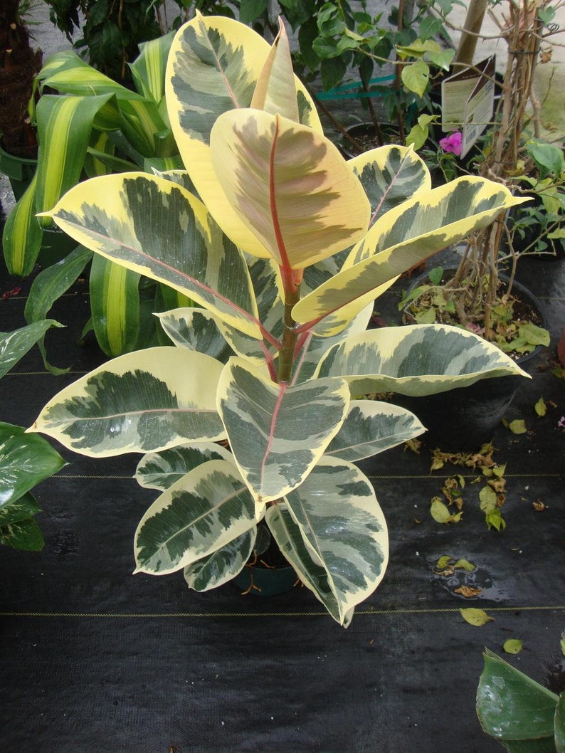 WonkaPlants Ficus Tineke Elastica Rubber Tree - Thumbnail 2