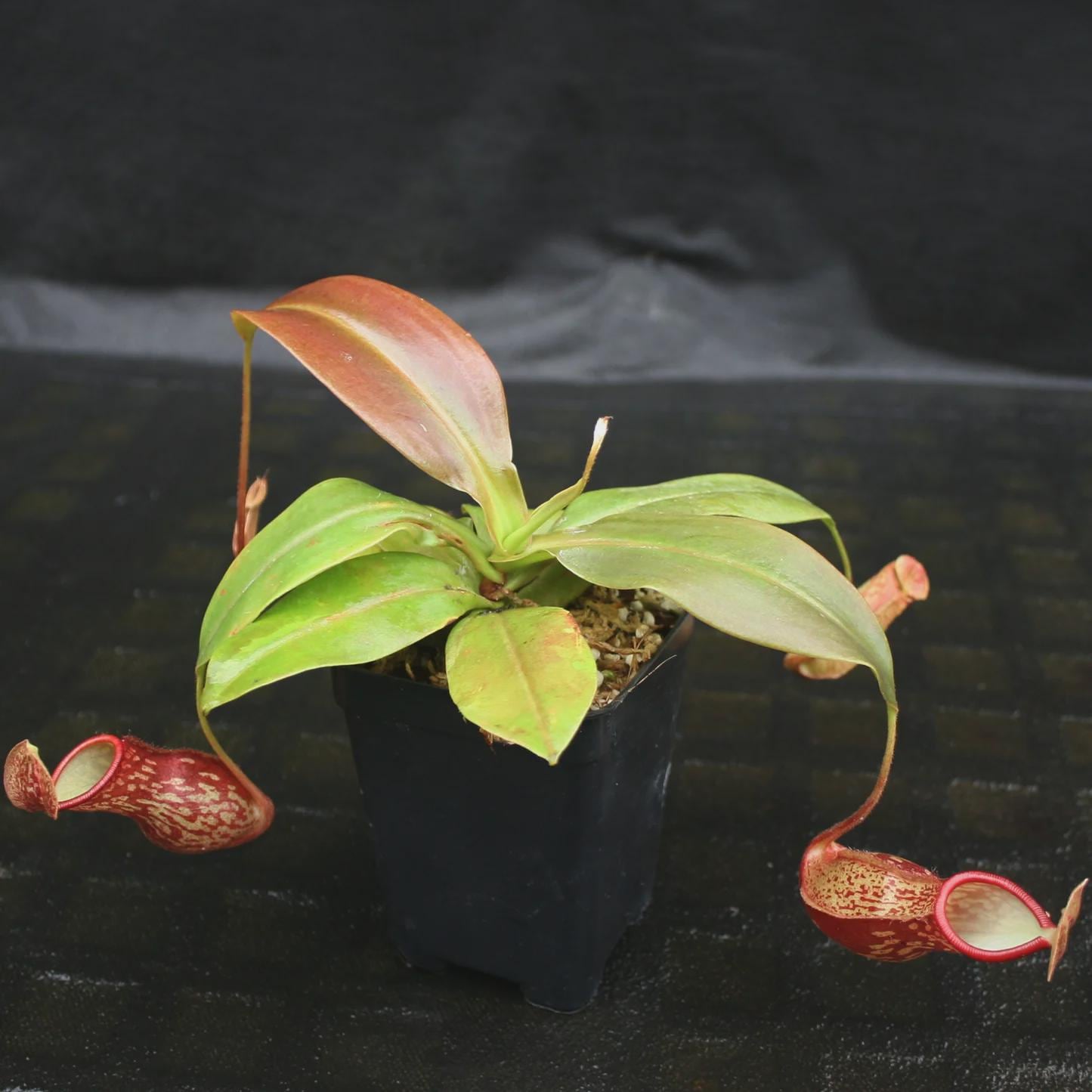 Nepenthes Terrarium - Etsy
