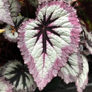 May include: Close-up of a begonia leaf with a striking pattern. The leaf features a central dark burgundy starburst design, surrounded by white and pink sections. The edges are outlined in a darker burgundy, creating a visually appealing contrast. The leaf's texture is slightly bumpy.