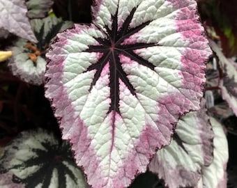 Begonia Harmony's Feuerfrau Lebende Starterpflanze