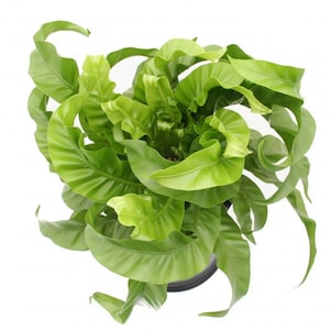 Helecho nido de pájaro huracán, planta inicial - Asplenium Antiquum