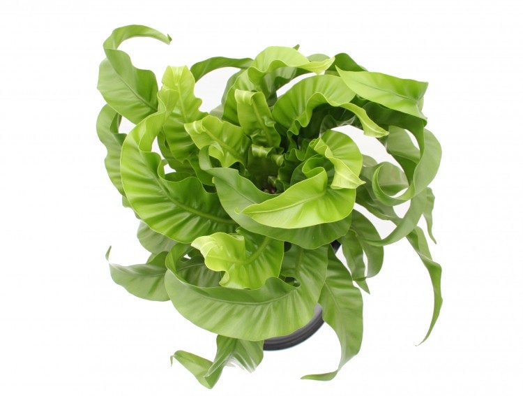 korbmarante kaufen Korbmarante kaufen - Calathea Orbifolia Zimmerpflanze Ø:14 H:45 cm main image 0