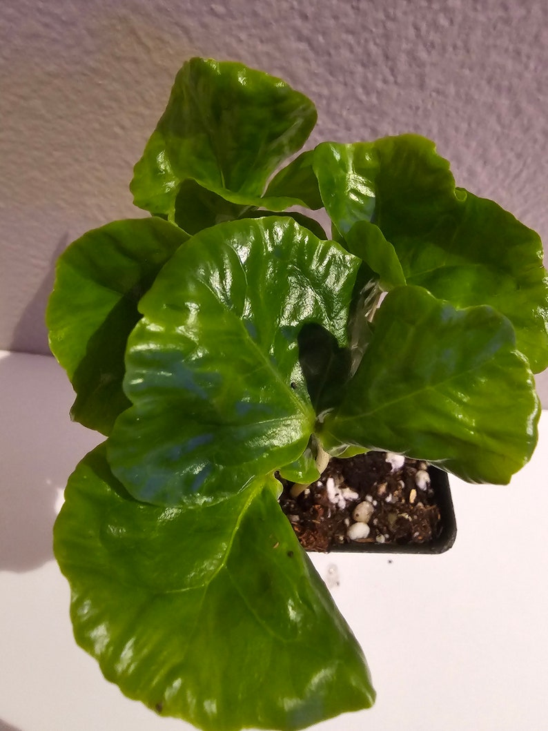 Arabica Coffee Plant, Live starter Plant image 4