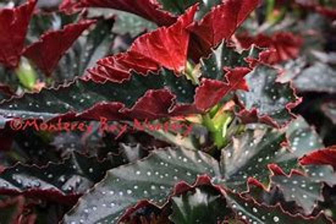 Live Angel Wing Begonia fannie Moser Starter House Plant USA Seller Etsy