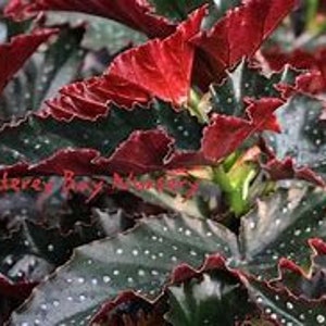 Könnte beinhalten: Nahaufnahme von Begonienblättern. Die Blätter sind dunkelgrün mit silbernen Punkten und roten Rändern. Das Bild zeigt die strukturierte Oberfläche und verschiedene Wachstumsstadien. Die Beleuchtung hebt die Details der Pflanze hervor.