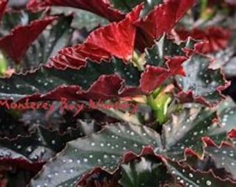 May include: Close-up of Begonia leaves with dark green and silver spots, edged in red. The leaves have a textured appearance and are in various stages of growth. The image is well-lit, highlighting the plant's details.