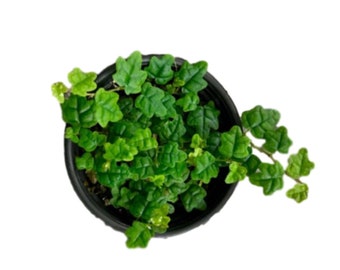 Live Ficus Thunbergii Quercifolia, miniatuur eikenblad kruipende vijgenstok, string of Frogs, terrariumwijnstok - VERKOPER IN DE VS!
