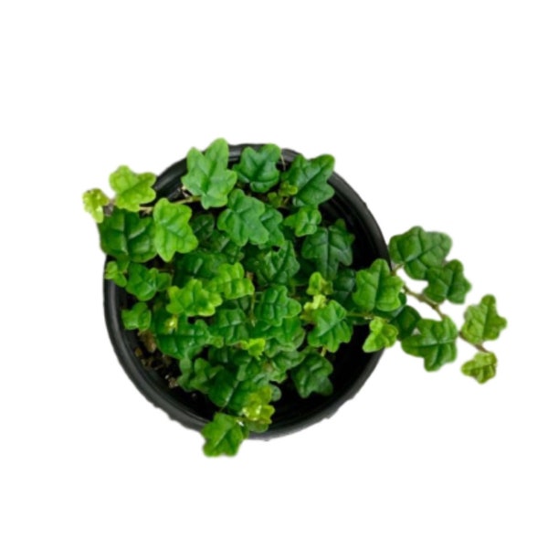Miniature Oak Leaf Creeping Fig Vine: Ficus Thunbergii Quercifolia Terrarium Plant