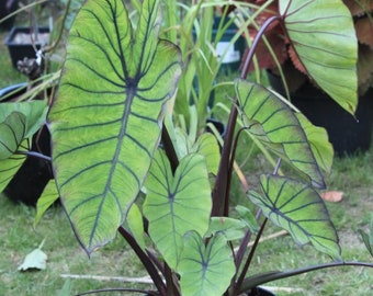 Live Colocasia "Blue Hawaii" Rara pianta iniziale VENDITORE USA!