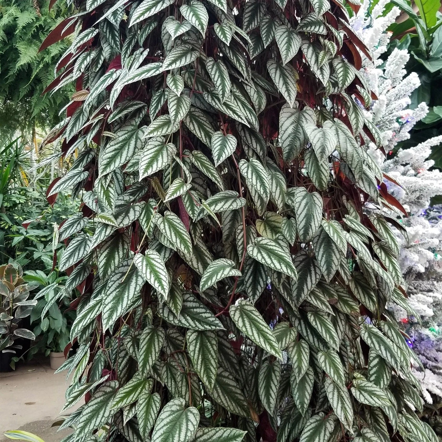 Levende "Cissus Discolor" Begonia Rex Starter Kamerplant - verkoper in de VS