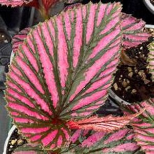 May include: A close-up of a pink and green begonia plant with large, veined leaves.