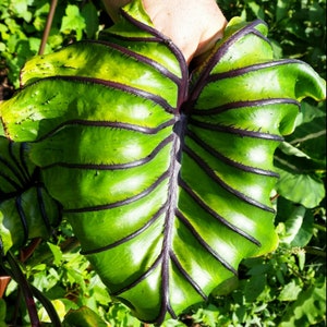 Ao vivo - Máscara de cabeça egípcia de Colocasia, orelhas de elefante, planta inicial de taro - Vendedor nos EUA