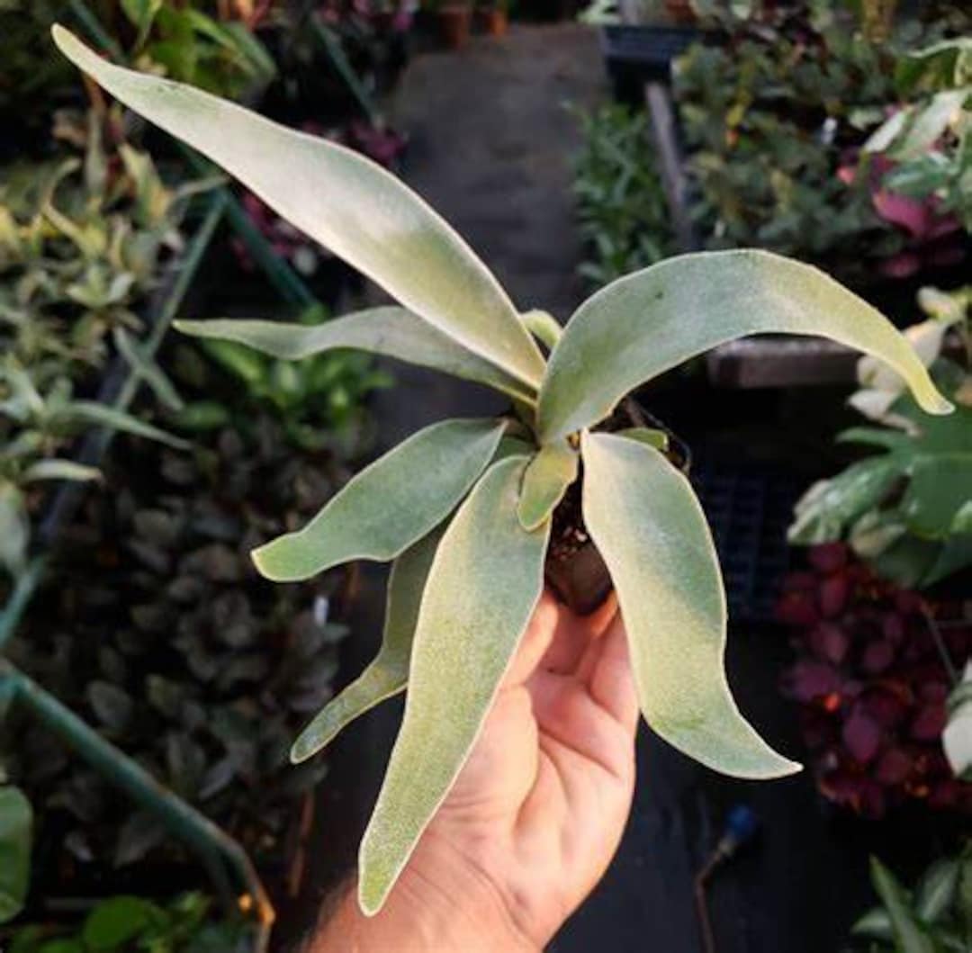 Live Rare Platycerium Veitchii 'lemoinei', French or Silver