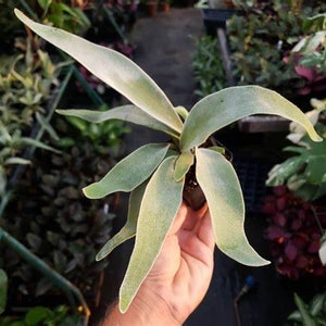 Platycerium Lemoinei - Etsy