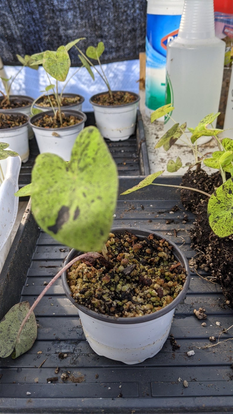 WonkaPlants Colocasia Mojito - Thumbnail 5
