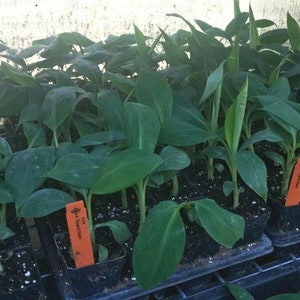 Könnte beinhalten: Nahaufnahme von jungen Bananenpflanzen in kleinen schwarzen Töpfen. Die Pflanzen haben große, grüne Blätter und sind mit orangefarbenen Etiketten versehen. Sie sind in Reihen auf einem schwarzen Tablett angeordnet, wahrscheinlich in einer Gärtnerei.