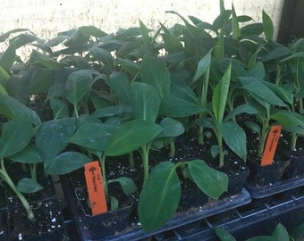 Gran Nain Banana Starter Plant, Musa Rare Tropical Live Fruiting