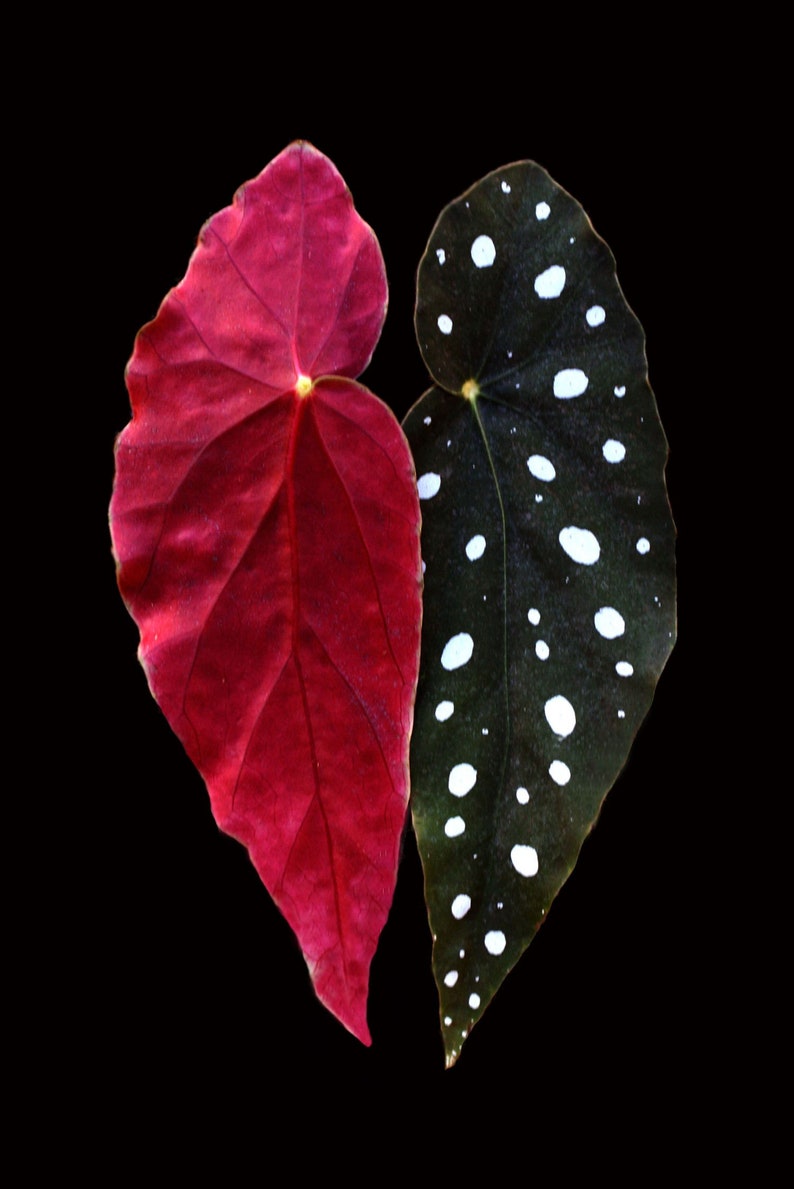 WonkaPlants Begonia Maculata Wightii Plant